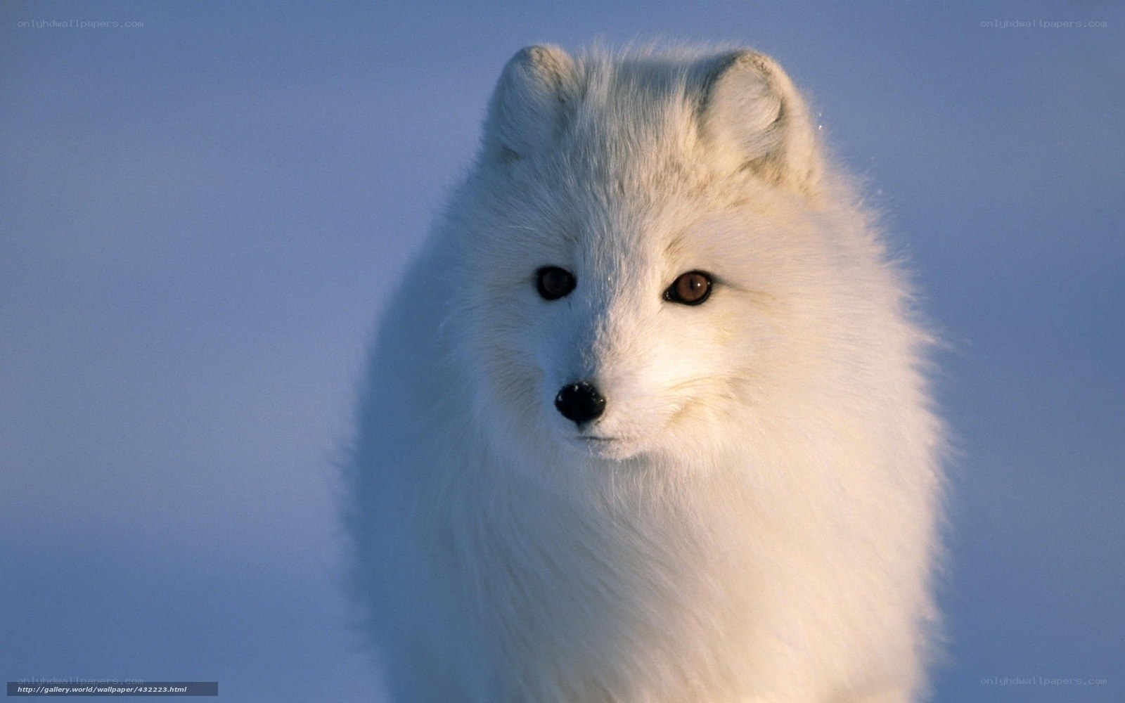 white arctic fox portrait