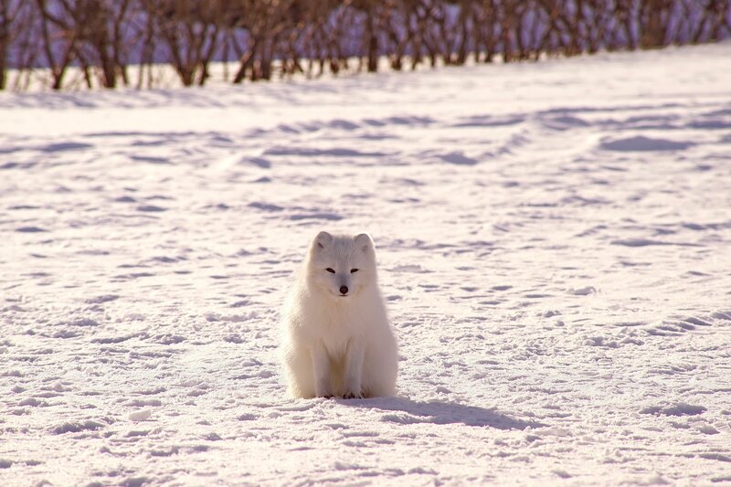 White Arctic Fox — Serene, Winter, Photograph, Snow