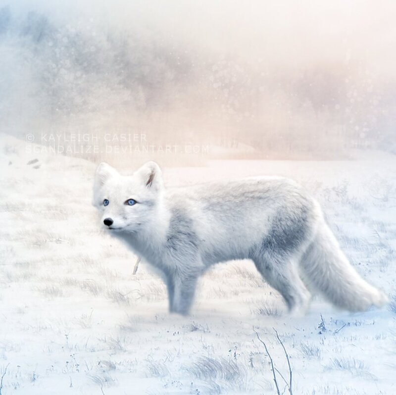 White Arctic Fox — Serene, Winter