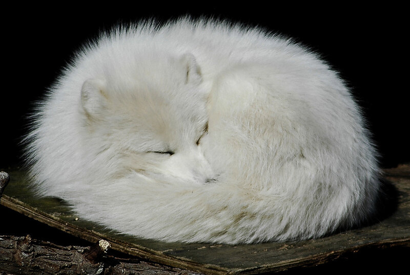 White Arctic Fox Sleeping