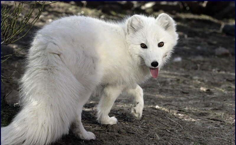 White Arctic Fox