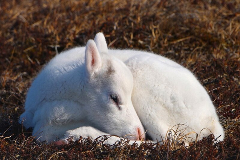 White Arctic Hare