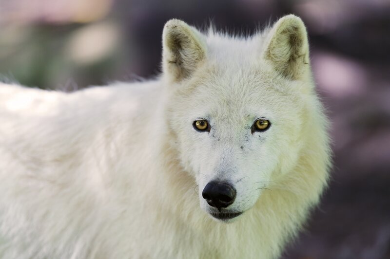 White Arctic Wolf — Alert, Photograph, Eyes, Ears, Snout