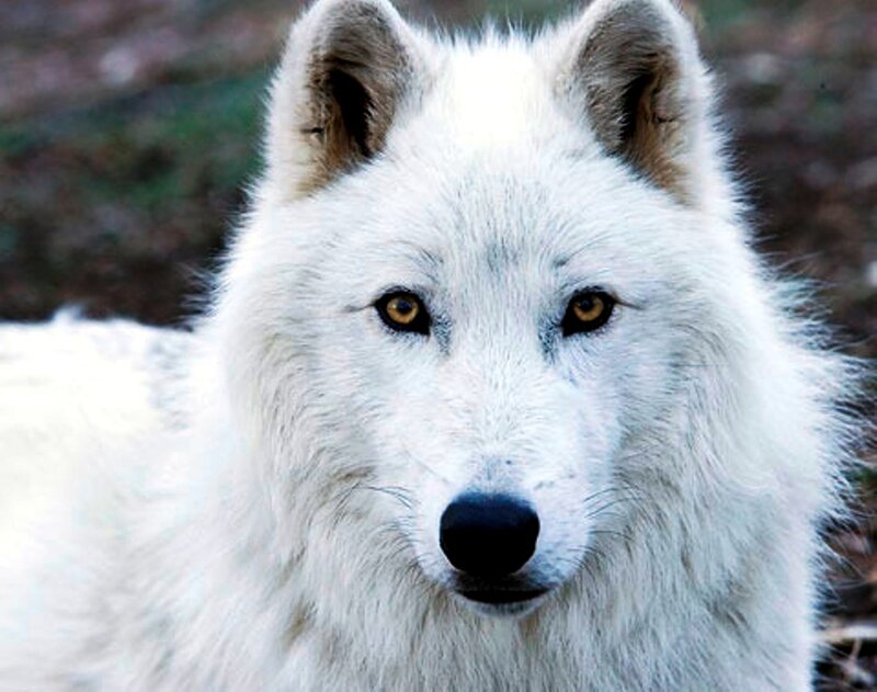 White Arctic Wolf — Alert, Photograph, Eyes, Ears