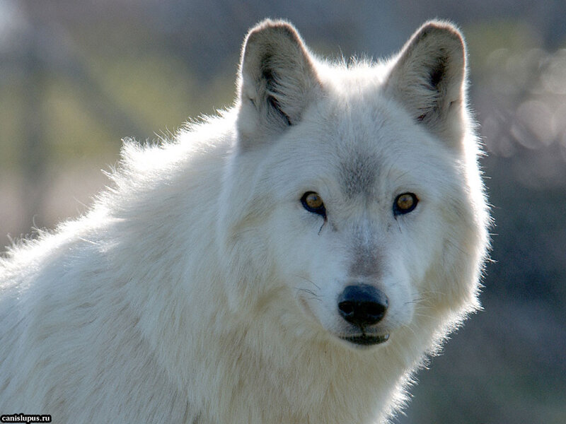 White Arctic Wolf — Alert, Photograph, Eyes