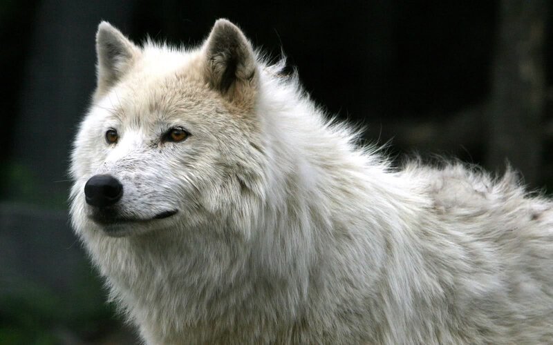 White Arctic Wolf — Alert, Photograph, Forest