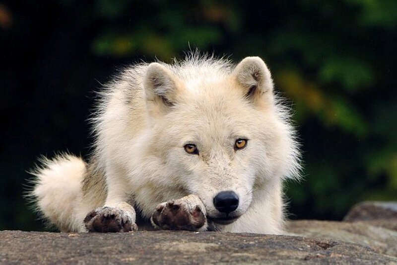 White Arctic Wolf — Alert, Photograph, Rock, Forest