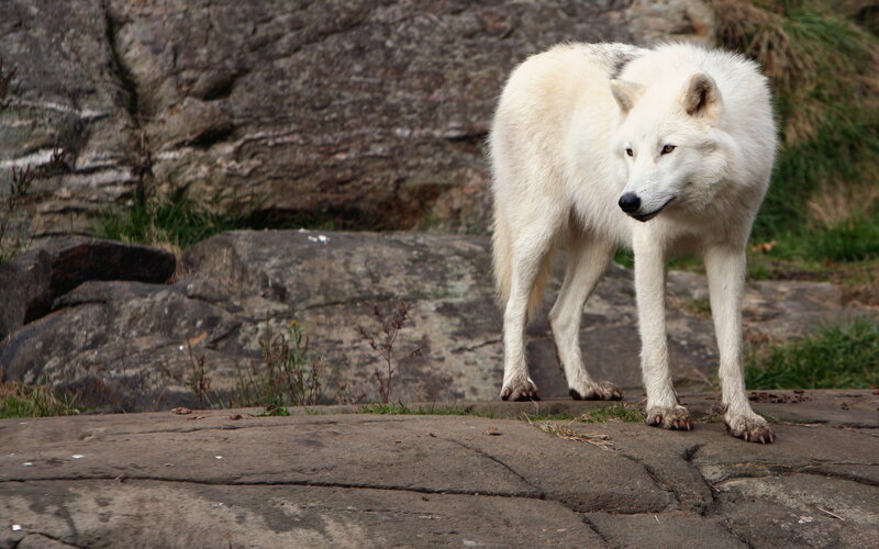 White Arctic Wolf — Alert, Photograph, Rock