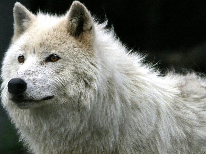 White Arctic Wolf — Alert, Photograph