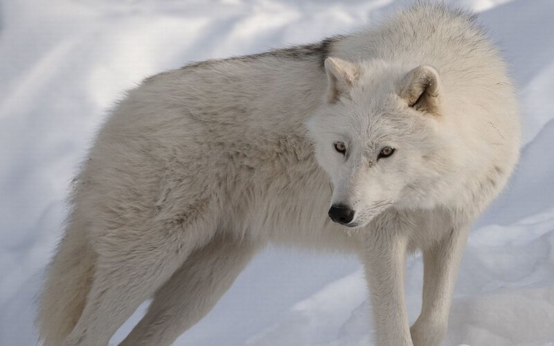 White Arctic Wolf — Alert