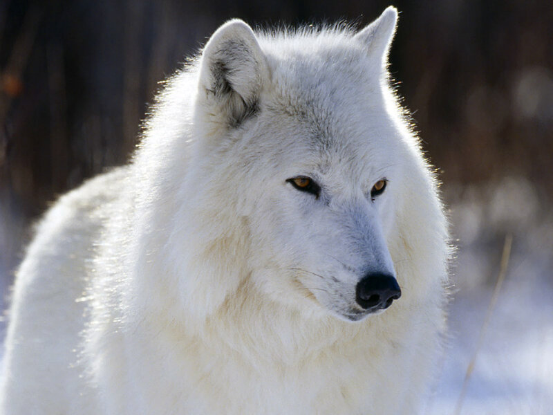 White Arctic Wolf — Alert, Winter, Photograph, Snow, Forest