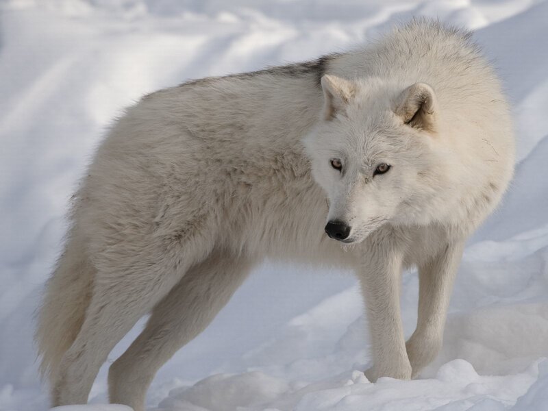 White Arctic Wolf — Alert, Winter, Photograph, Snow, Gray