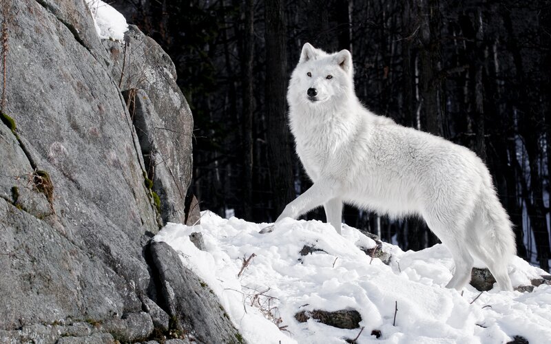 White Arctic Wolf — Alert, Winter, Photograph, Snow, Rocks