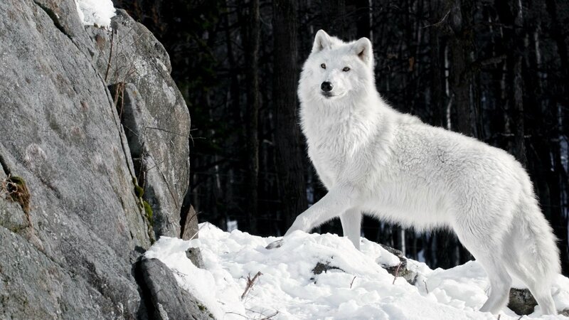 White Arctic Wolf — Alert, Winter, Photograph, Snow
