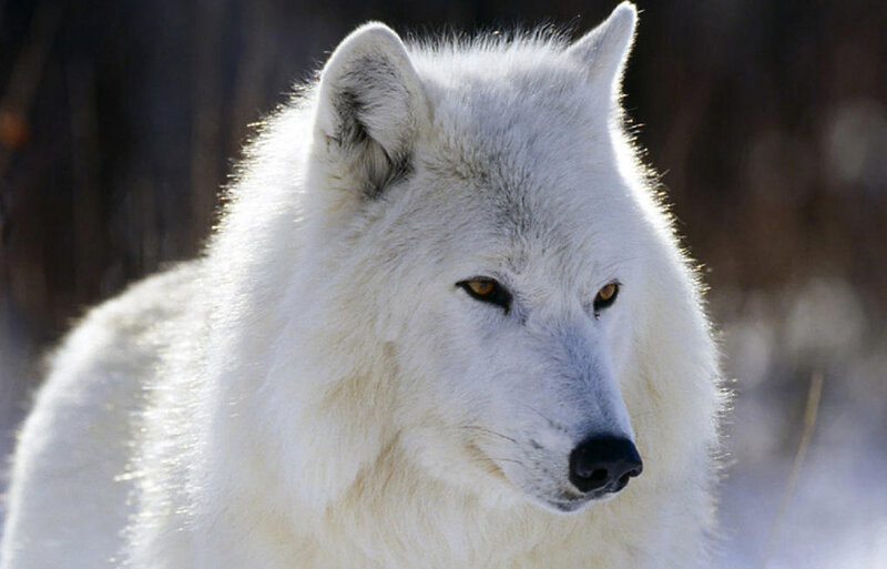 White Arctic Wolf — Alert, Winter, Photograph
