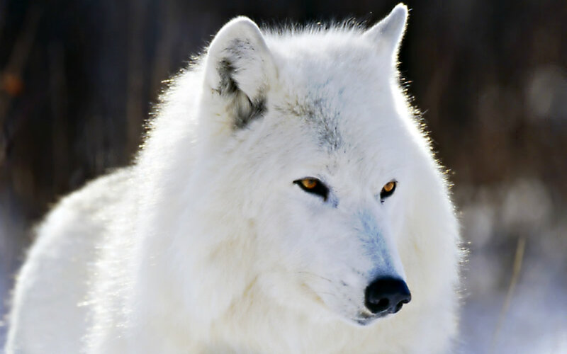 White Arctic Wolf — Alert, Winter