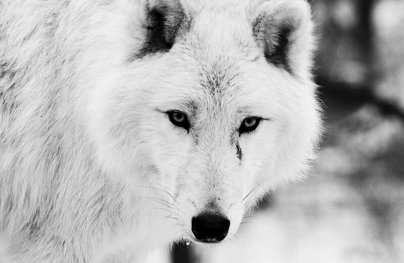 White Arctic Wolf — Black