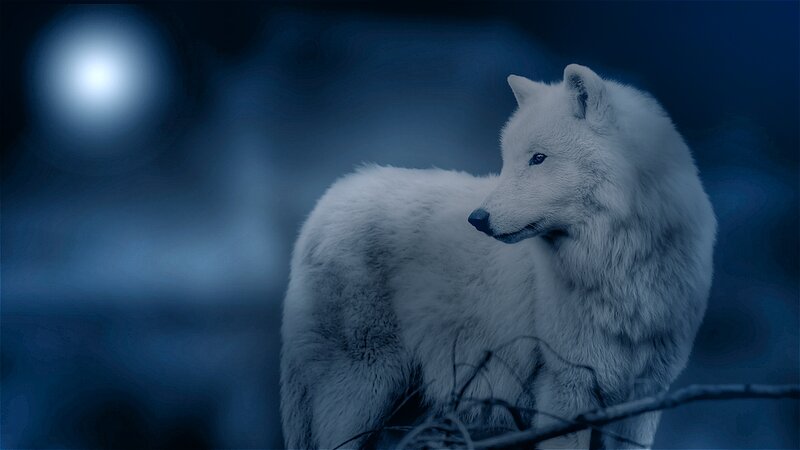 White Arctic Wolf — Blue