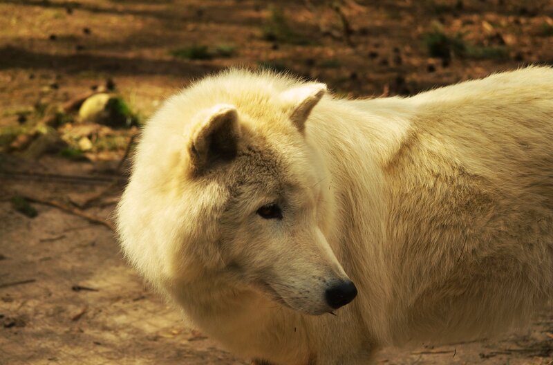 White Arctic Wolf — Calm, Afternoon, Photograph, Dirt Ground