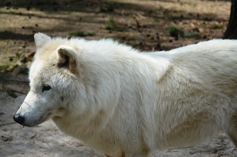 White Arctic Wolf — Calm, Afternoon, Photograph, Forest Floor