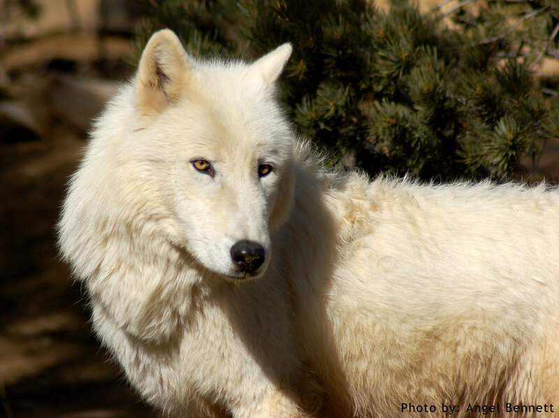 White Arctic Wolf — Calm, Afternoon, Photograph