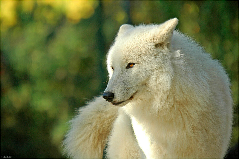 White Arctic Wolf — Calm, Afternoon