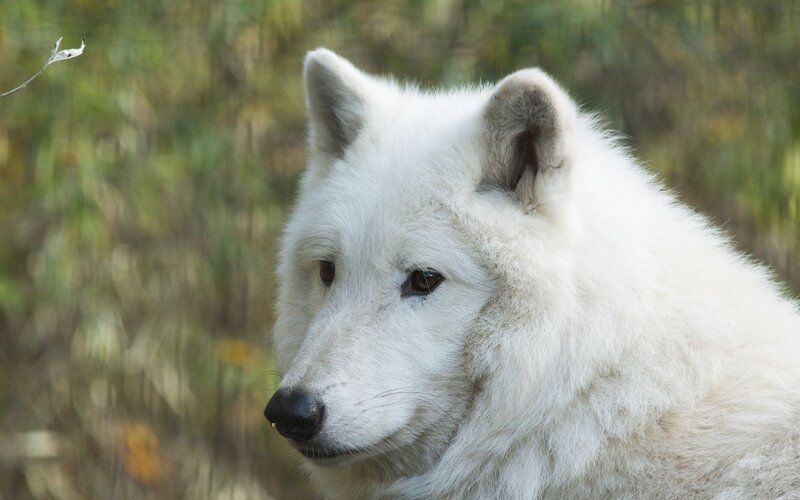 White Arctic Wolf — Calm, Autumn, Photograph
