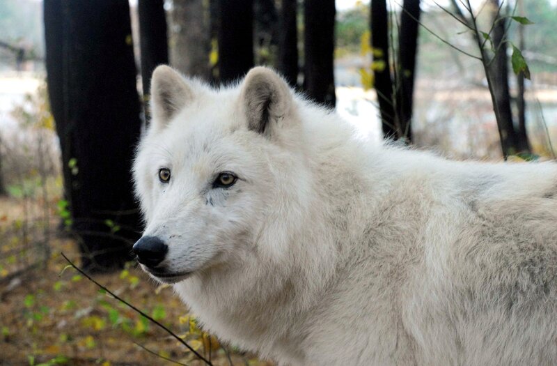 White Arctic Wolf — Calm, Autumn