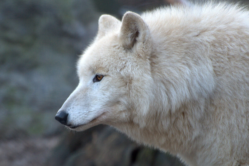 White Arctic Wolf — Calm, Photograph, Forest