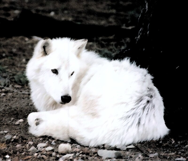 White Arctic Wolf — Calm, Photograph, Ground