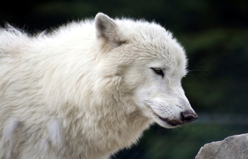 White Arctic Wolf — Calm, Photograph, Rock