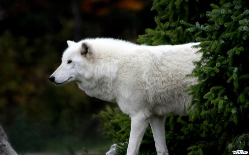 White Arctic Wolf — Calm, Photograph, Tree, Forest, Green