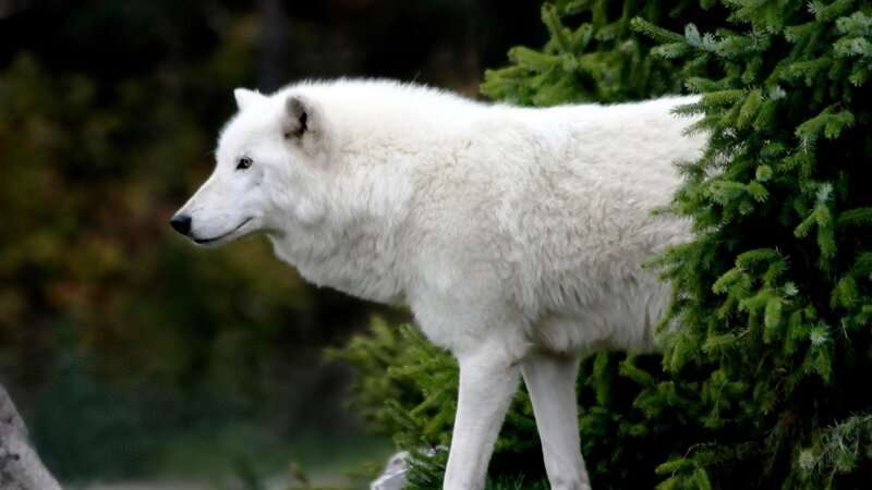 White Arctic Wolf — Calm, Photograph, Tree, Forest