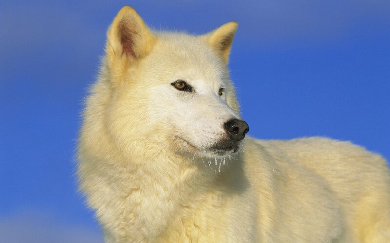 White Arctic Wolf — Calm