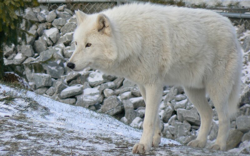 White Arctic Wolf — Calm, Winter, Photograph, Rocks