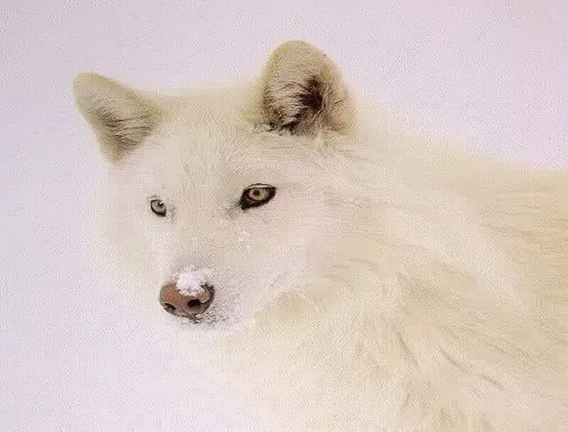 White Arctic Wolf — Calm, Winter, Photograph, Snow, Ears