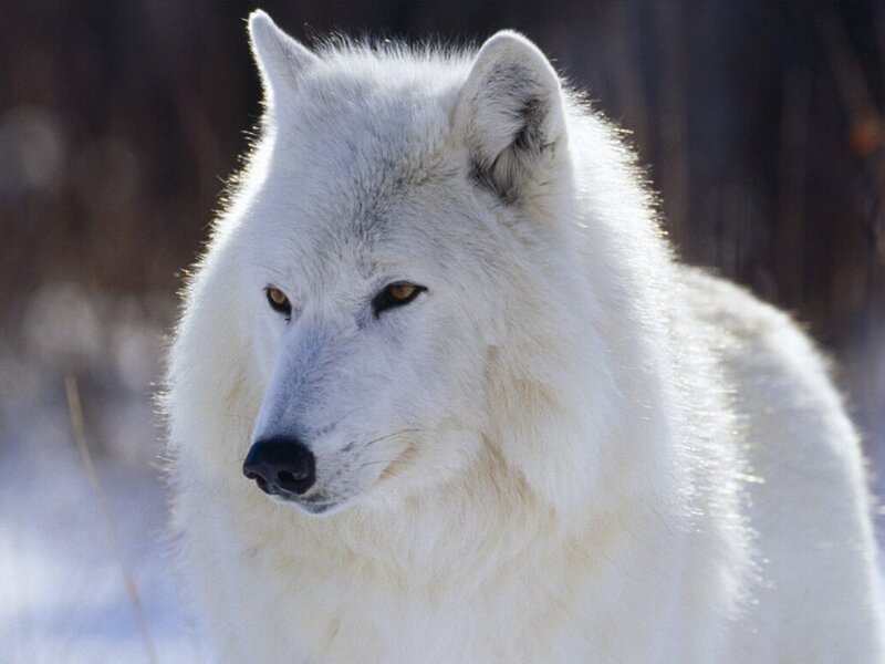 White Arctic Wolf — Calm, Winter, Photograph, Snow, Forest, Brown