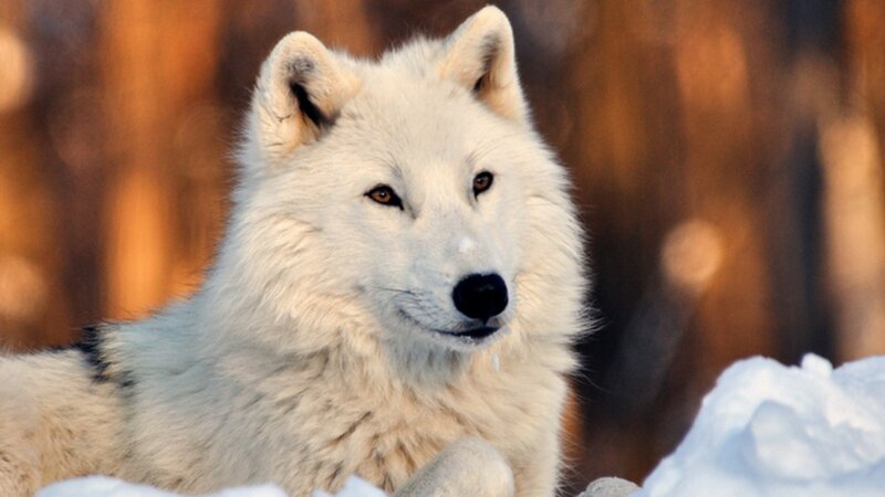 White Arctic Wolf — Calm, Winter, Photograph, Snow, Forest