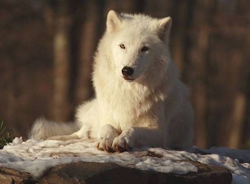 White Arctic Wolf — Calm, Winter, Photograph, Snow, Rock