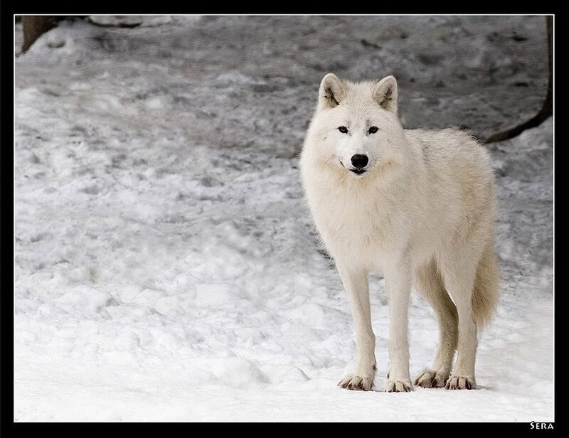 White Arctic Wolf — Calm, Winter, Photograph, Snow