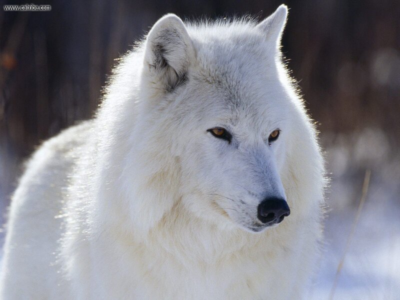 White Arctic Wolf — Calm, Winter, Photograph