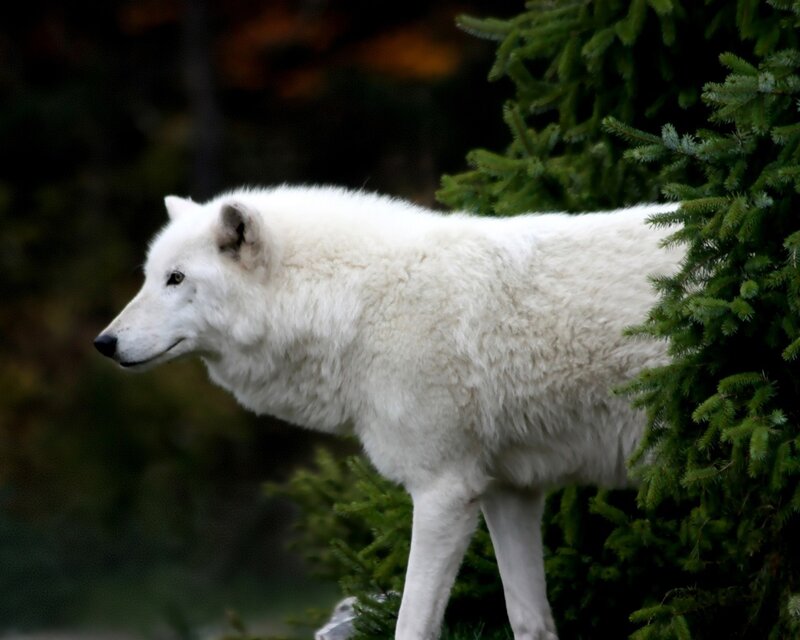 White Arctic Wolf — Calm, Winter, Photograph, Tree