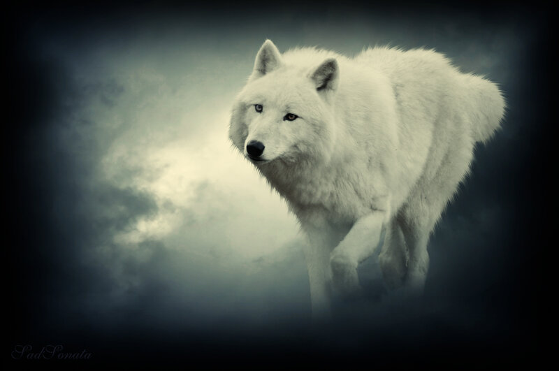 White Arctic Wolf — Dramatic