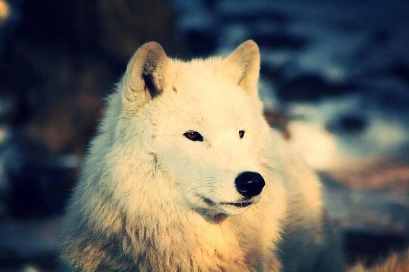 White Arctic Wolf — Dramatic, Winter, Photograph, Snow