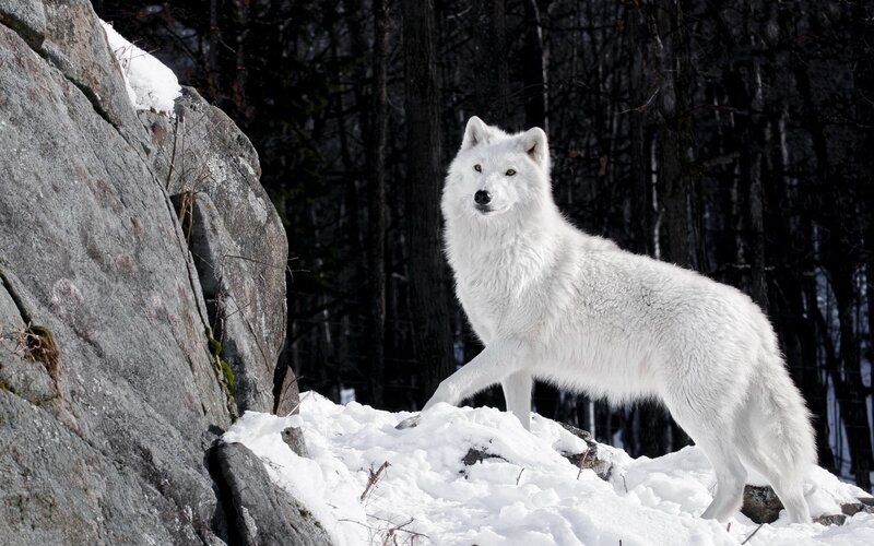 White Arctic Wolf — Dramatic, Winter, Photograph