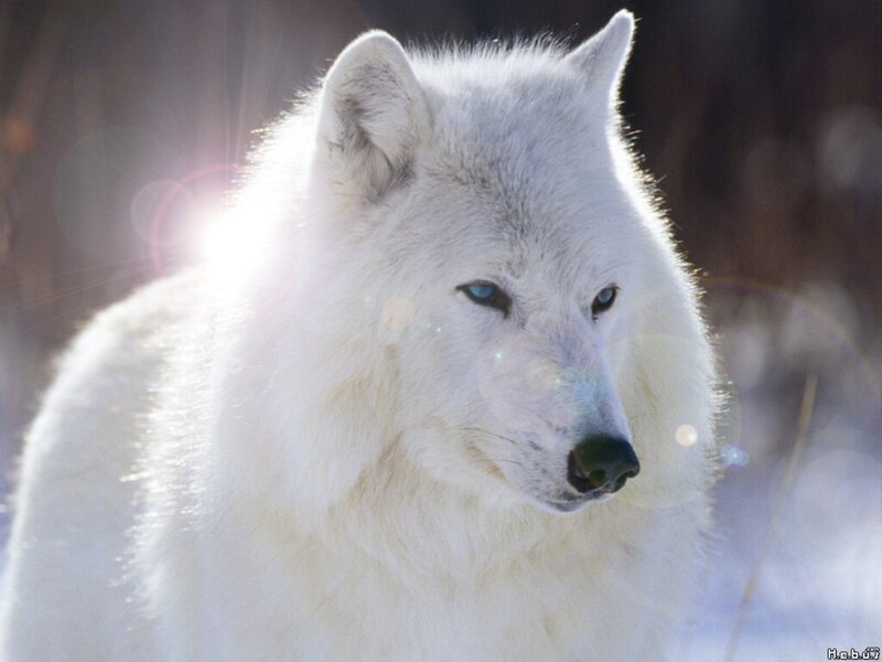 White Arctic Wolf — Dramatic, Winter