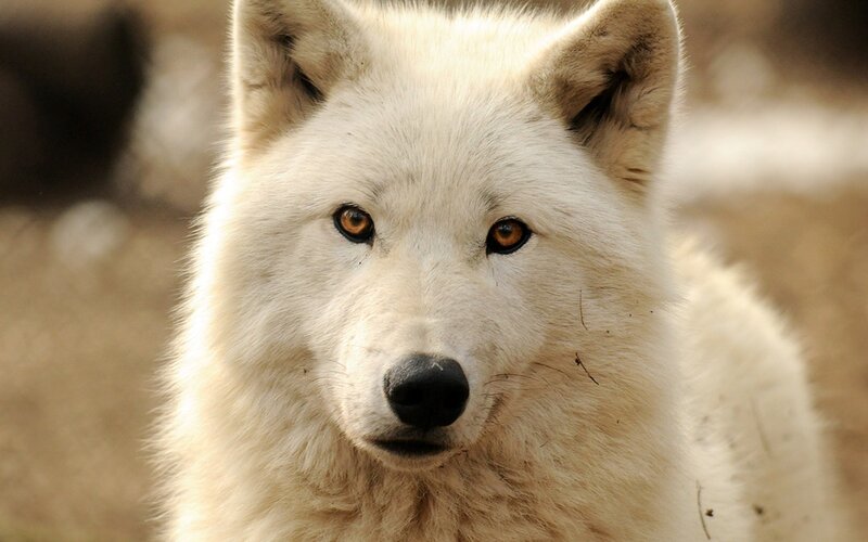White Arctic Wolf — Intense, Photograph, Eyes