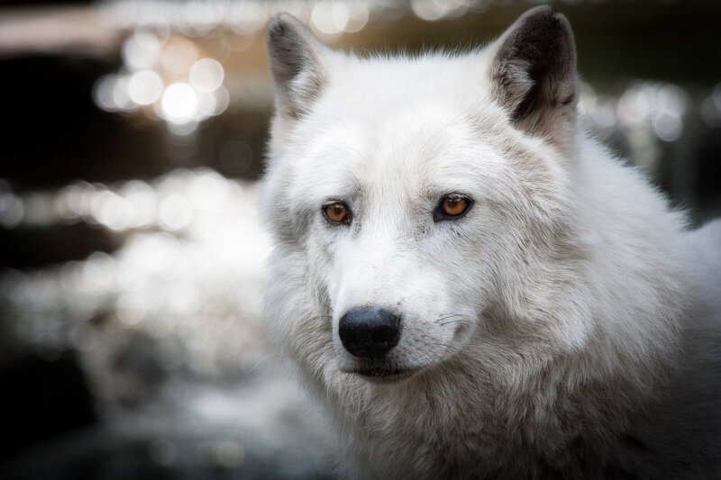 White Arctic Wolf — Intense, Photograph