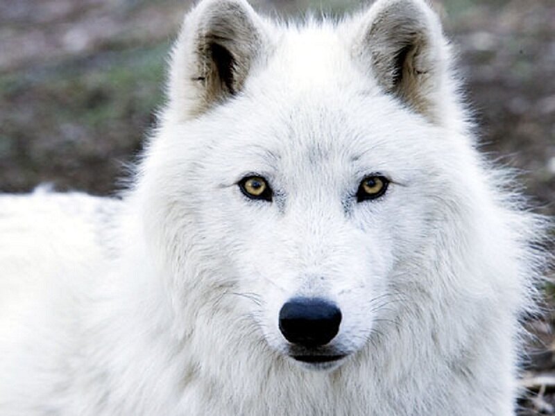 White Arctic Wolf — Intense
