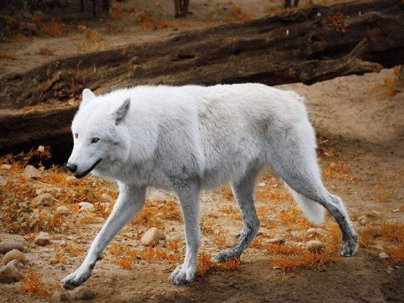 White Arctic Wolf — Natural, Autumn